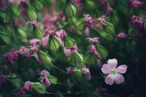 Close up image of dry flowers. Minimalist flower background. photo