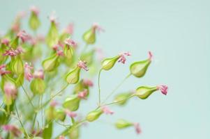 Close up image of dry flowers. Minimalist flower background. photo