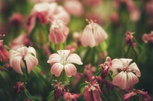 Close up image of dry flowers. Minimalist flower background. photo