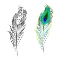 bright multi colored and black and white peacock feather. Design element. Isolated vector on white background