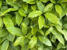 fondo verde natural de las hojas de un árbol de laurel joven foto