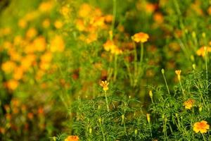 Natural background with orange marigold flowers photo