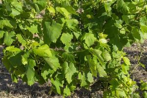 grapes leaves green fresh background photo