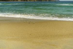 Seascape overlooking the sandy beach photo