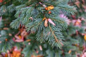 Natural natural background with autumn leaves on a green spruce photo