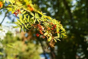 Natural background with branches of red rowan photo