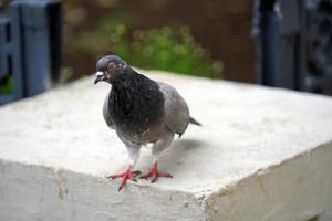 Portrait of a gray pigeon in a city park photo