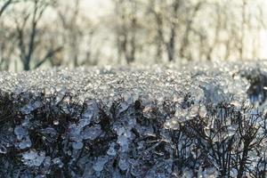 fondo natural con ramas de arbustos en la corteza de hielo foto