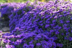 fondo natural con colores púrpura symphyotrichum novi-belgii aster foto