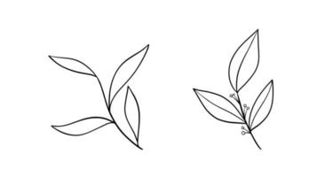Set of floral hand drawn vector. Hand drawn plants in doodle style. Botanical illustration. vector