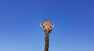 jirafa con la lengua colgando, con el cielo azul como color de fondo. jirafa, cabeza y cara contra un cielo azul sin nubes con espacio para copiar. giraffa camelopardalis. divertido retrato de jirafa. foto