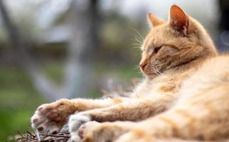 Close-up of a red domestic cat resting peacefully in the hay on a warm summer day. A funny orange striped cat basks in the sun. A cute pet is basking under the spring sun on dry grass. copy space. photo