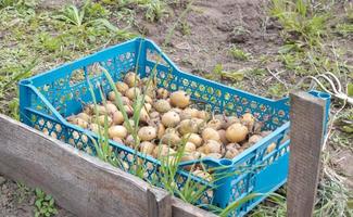 Potatoes for planting with sprouted shoots in a plastic box. Sprouted old seed potatoes. Potato tuber seedlings. The concept of agriculture and gardening, growing and caring for vegetables. photo