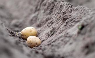 Sprouted potato tuber in the ground when planting. Selective focus. Early spring preparation for the garden season. Potato tuber close-up in a hole in the ground. Seed potatoes. Seasonal work. photo