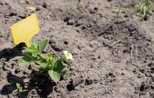 Strawberries in the spring garden with a yellow garden label for labeling. Organic strawberries with green leaves growing in the field. Strawberry bush on the plantation. photo