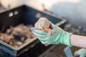 Planting a dahlia tuber in a spring flower garden. Working with plants in the garden. Gardening with flower tubers. Good roots of a dahlia plant. Hands of a gardener woman in a garden in gloves. photo