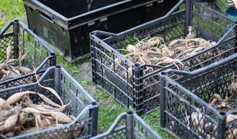 Large dahlia tubers with dried stems are stacked in plastic boxes standing on green grass. Preparing for spring planting. Flower tubers dry out in the sun. Planting flowers. Dahlia planting season. photo