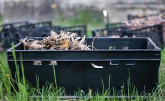 Plastic black garden boxes with dahlia flower roots. Flower tubers dry out in the sun. Tubers of plants and flowers. Dahlia planting season. Many dahlia roots without soil. planting material. photo