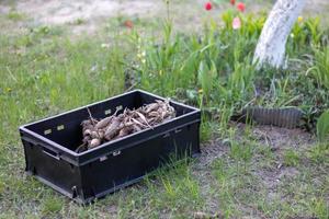 grandes tubérculos de dahlia con tallos secos se apilan en cajas de plástico sobre hierba verde. preparándose para la siembra de primavera. los tubérculos de flores se secan al sol. plantando flores. temporada de siembra de dalia. foto