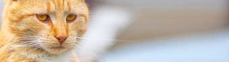 Portrait of a red cat on a blurred background. Red cat face. The concept of animals and pets. Orange tabby cat. Front view. Banner with copy space for website. photo