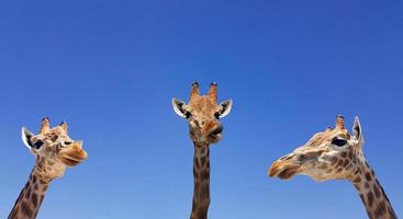 Three giraffes with blue sky as background color. Giraffe, head and face against a blue sky without clouds with copy space. Giraffa camelopardalis. Funny giraffe portrait. photo