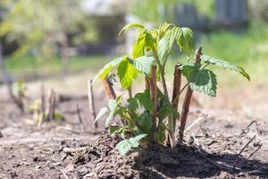 Small young raspberry bush in the ground. Gardening concept. Planting raspberry seedlings in spring. Sprout of a berry bush in bright daylight in spring. Growing raspberries on a fruit farm or garden. photo