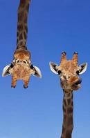 Two giraffes with blue sky as background color. Giraffe, head and face against a blue sky without clouds with copy space. Giraffa camelopardalis. Funny giraffe portrait. Vertical photography. photo