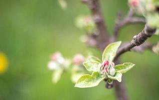 Pink flowers of a blossoming apple tree on a sunny day close-up in nature outdoors. Apple tree blossoms in spring. Selective focus. Beautiful apple orchard plantation. photo