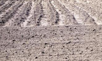 Long flat top rows, furrows, mounds for newly planted potatoes in a rural vegetable garden. A field with several rows of planted potatoes in early spring after sowing. Freshly plowed field. photo