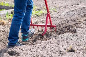 A farmer in jeans digs the ground with a red fork-shaped shovel. A miracle shovel, a handy tool. Manual cultivator. The cultivator is an efficient hand tool for tillage. Loosening the bed. photo