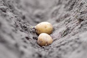 Sprouted potato tuber in the ground when planting. Selective focus. Early spring preparation for the garden season. Potato tuber close-up in a hole in the ground. Seed potatoes. Seasonal work. photo