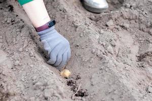 A woman farmer manually plants potato tubers in the ground. Preparing for the garden season. Seed potatoes. Farmer planting organic potatoes in fertile garden soil. Growing vegetables. photo