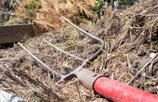 tenedor con mango rojo para compostaje, reciclaje de césped y residuos de jardín. tenedores atascados en compost. haciendo y mezclando compost en el patio trasero. abono orgánico para plantas de jardín. foto