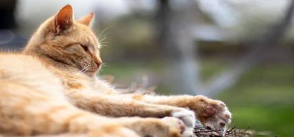 Close-up of a red domestic cat resting peacefully in the hay on a warm summer day. Funny orange tabby cat is basking in the sun. Cute pet under the spring sun on dry grass. Banner with copy space. photo