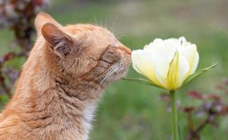 Red cat smells like a tulip. Close-up portrait of a cute orange beautiful cat smelling flowers in the garden. Beautiful natural background. Fluffy pet with wildflowers. Cozy morning at home. photo