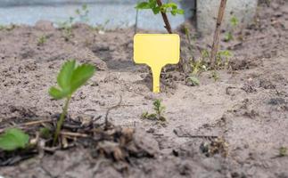 A yellow plastic garden marker indicating a plant in the garden. Label garden for marking. A reusable plate is designed to display information about planted crops. photo