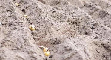 Sprouted potato tuber in the ground when planting. Selective focus. Early spring preparation for the garden season. Potato tuber close-up in a hole in the ground. Seed potatoes. Seasonal work. photo