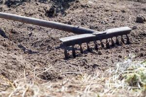 Photo of a garden rake on a bed. Old metal rake in the garden. Spring cleaning. Formation of the soil for planting with a rake in the spring, work with a garden tool. Soil preparation for sowing.