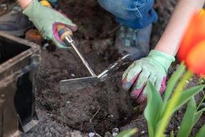 The gardener rakes the soil for planting. To work in the garden. Women's hands in gloves hold a garden tool and loosen the ground, caring for and growing garden plants. Plant a plant in the garden. photo