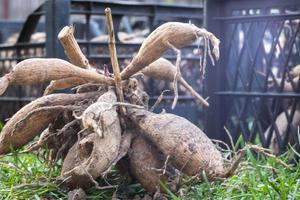 Dahlia tubers on the ground, sprouting. Hybrid bulbs before planting. Eye of a dahlia tuber with a shoot - ready for spring planting. A plant of the Asteraceae family with tuberous roots. photo