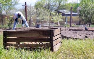 Caucasian female farmer or gardener with potatoes. Early spring preparation for the garden season. Seed potatoes. Seasonal work. Agriculture - food production, harvesting concept. photo