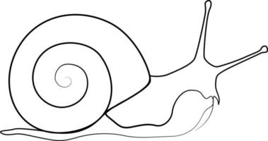 single line exotic pet snail