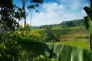 landscape view of rice fields in the Selotapak Trawas Mountains, Mojokerto, Indonesia. photo