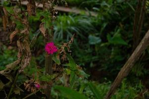 plants in the garden. beautiful plant. well cared for plants. photo