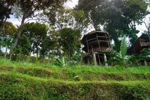 selective focus of garden view with a nice gazebo. beautiful garden view. photo