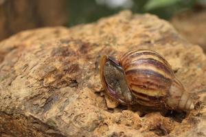 Closeup shot of tree snail shell on a wooden surface photo