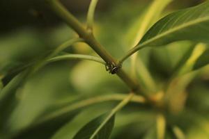 Closeup shot of an insect on a green plant photo