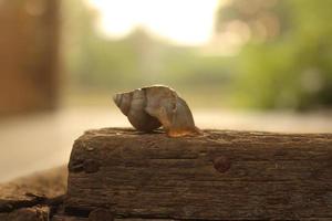 Closeup shot of tree snail shell on a wooden surface photo