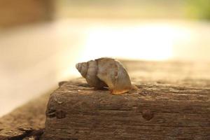 Closeup shot of tree snail shell on a wooden surface photo