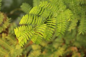 Closeup shot of a plant with green leaves under the sunlight photo